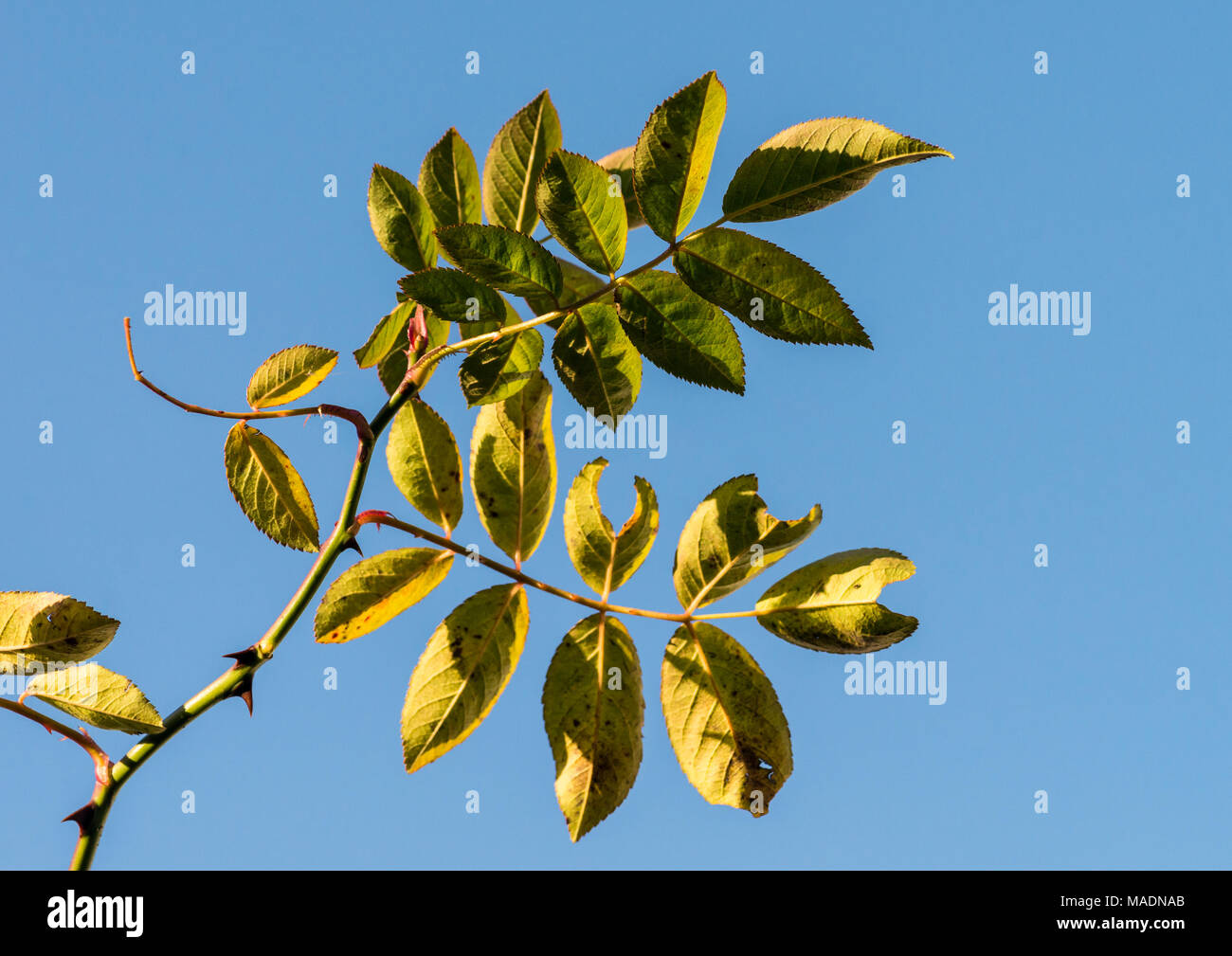 Un plan macro sur les feuilles d'un rosier grimpant contre le ciel bleu. Banque D'Images