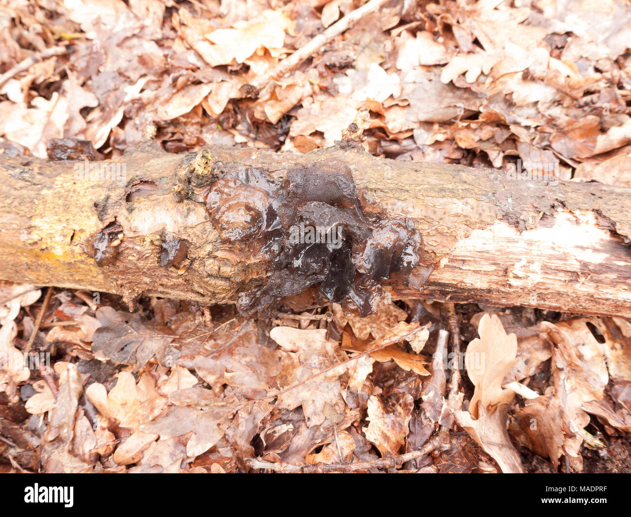 Beurre de sorcières champignons noir champignon poussant sur sol forestier journal printemps ; Essex ; Angleterre ; uk Banque D'Images