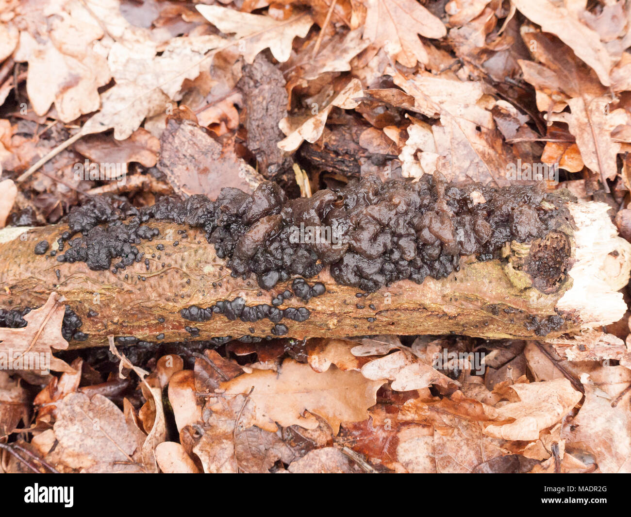 Beurre de sorcières champignons noir champignon poussant sur sol forestier journal printemps ; Essex ; Angleterre ; uk Banque D'Images