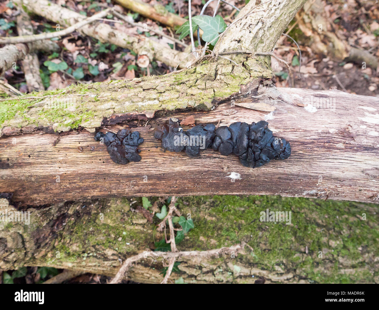 Close up black jelly champignon arbre branche - Exidia plana Donk ; Essex ; Angleterre ; uk Banque D'Images