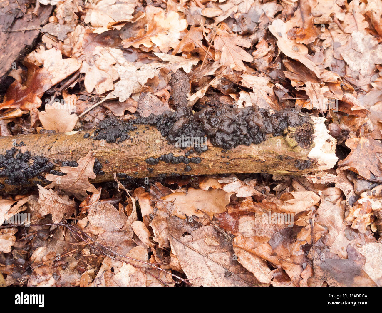 Beurre de sorcières champignons noir champignon poussant sur sol forestier journal printemps ; Essex ; Angleterre ; uk Banque D'Images