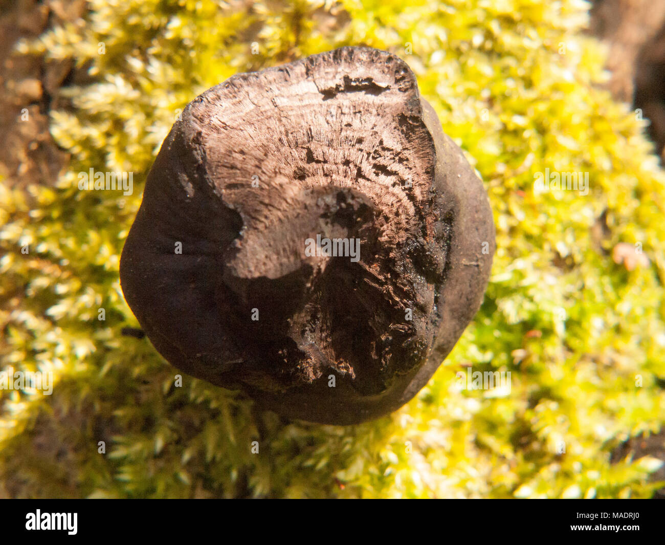 Champignons noirs ball tree stump - Daldinia concentrica (Bolton) Ces. & De Not. - Le Roi Alfred's Gâteaux, Essex, Angleterre, Royaume-Uni ; Banque D'Images