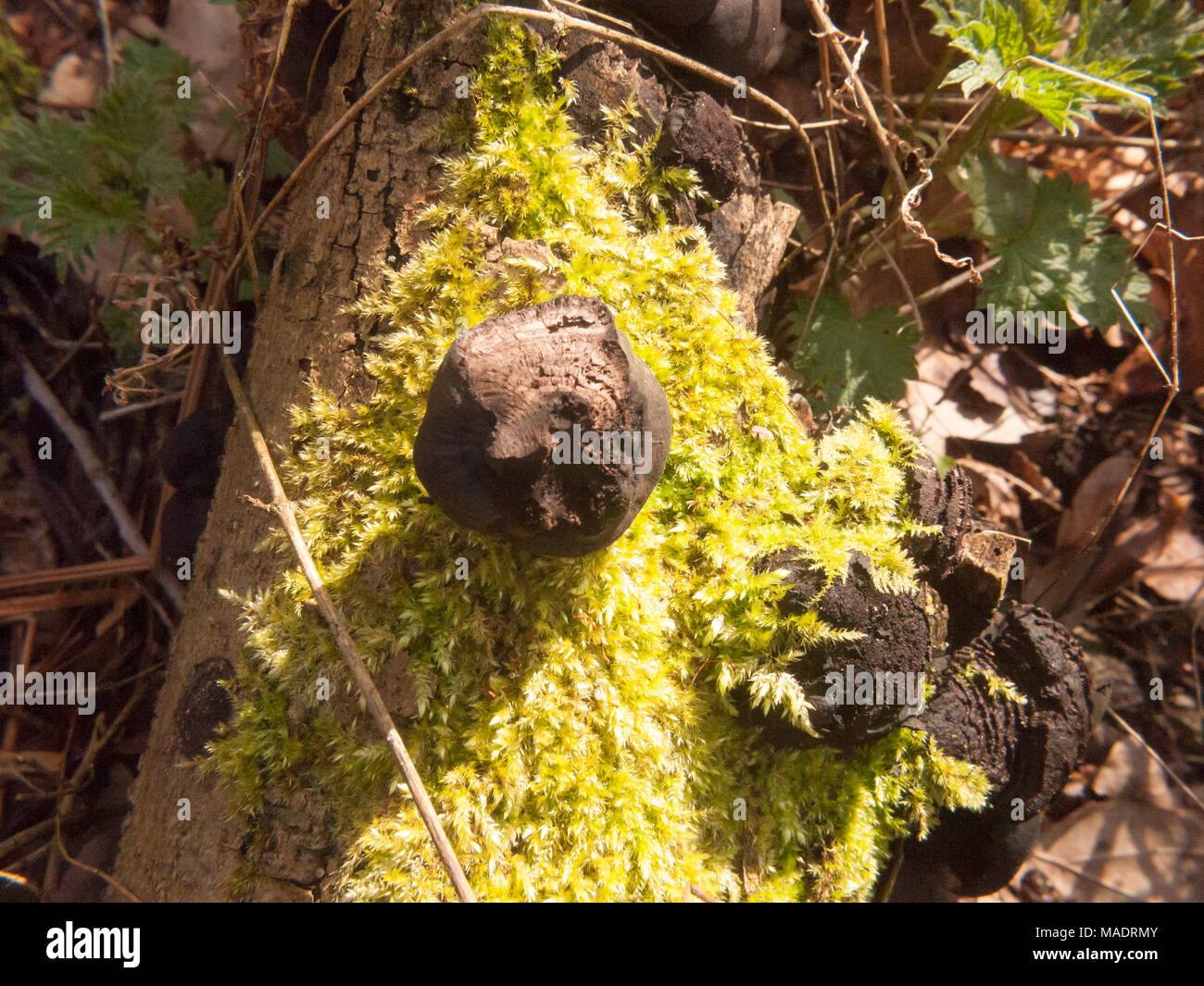 Champignons noirs ball tree stump - Daldinia concentrica (Bolton) Ces. & De Not. - Le Roi Alfred's Gâteaux, Essex, Angleterre, Royaume-Uni ; Banque D'Images