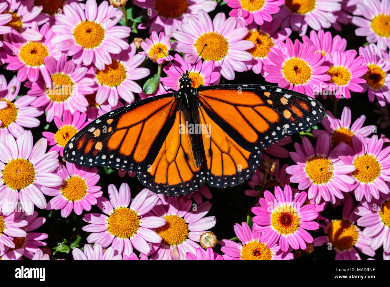 Le monarque se reposant sur un lit de fleurs rose vif du désert de Sonora en Arizona. Banque D'Images