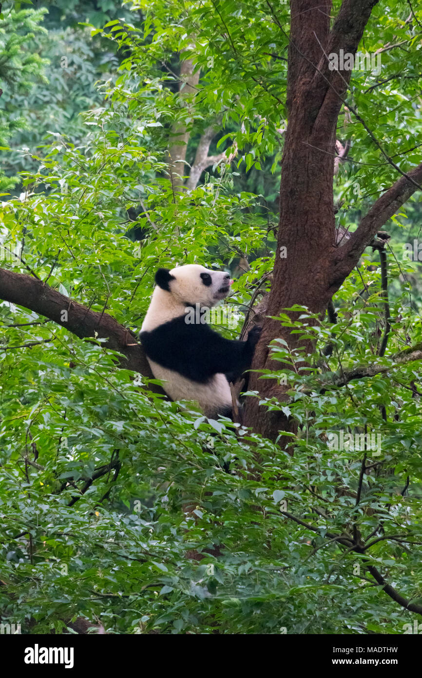 Arbre généalogique sur Panda, Panda, Xi'an, Shanghai, Chine Banque D'Images