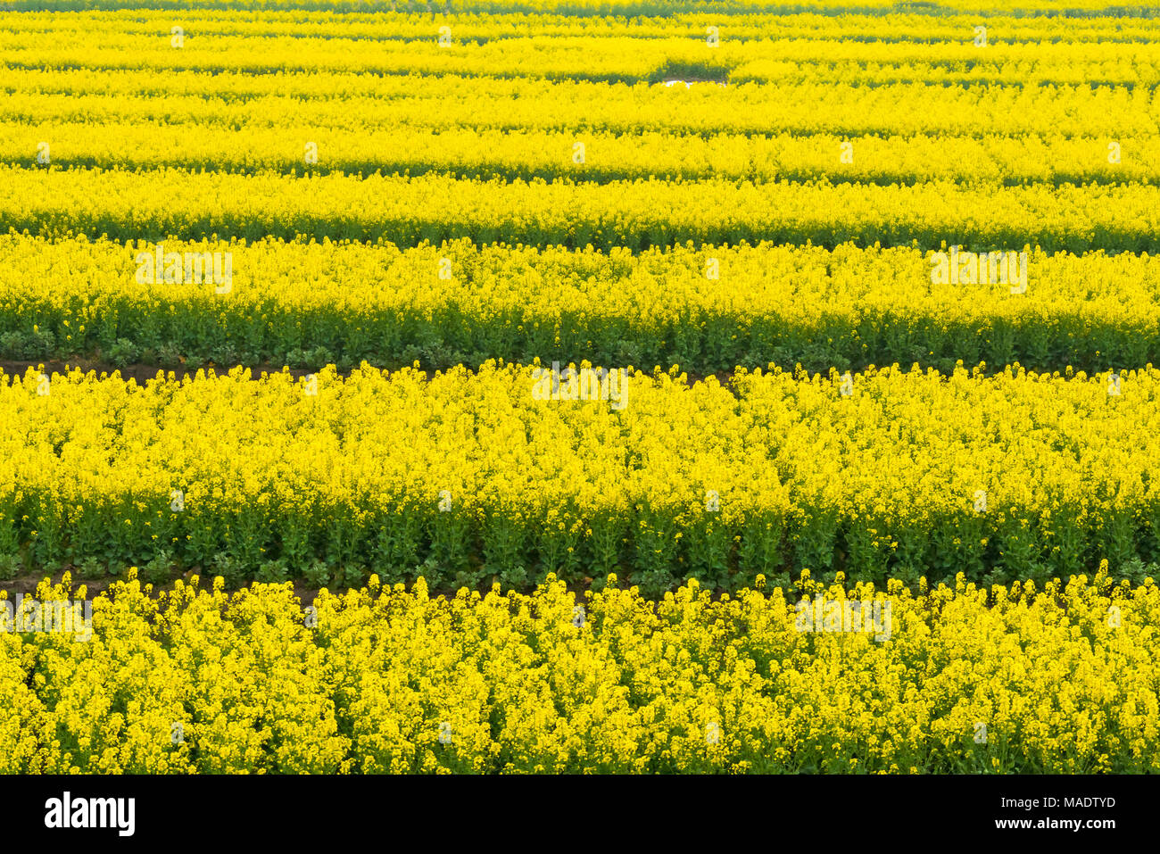 Champs de fleurs de canola, Province de Jiangsu, Chine Banque D'Images