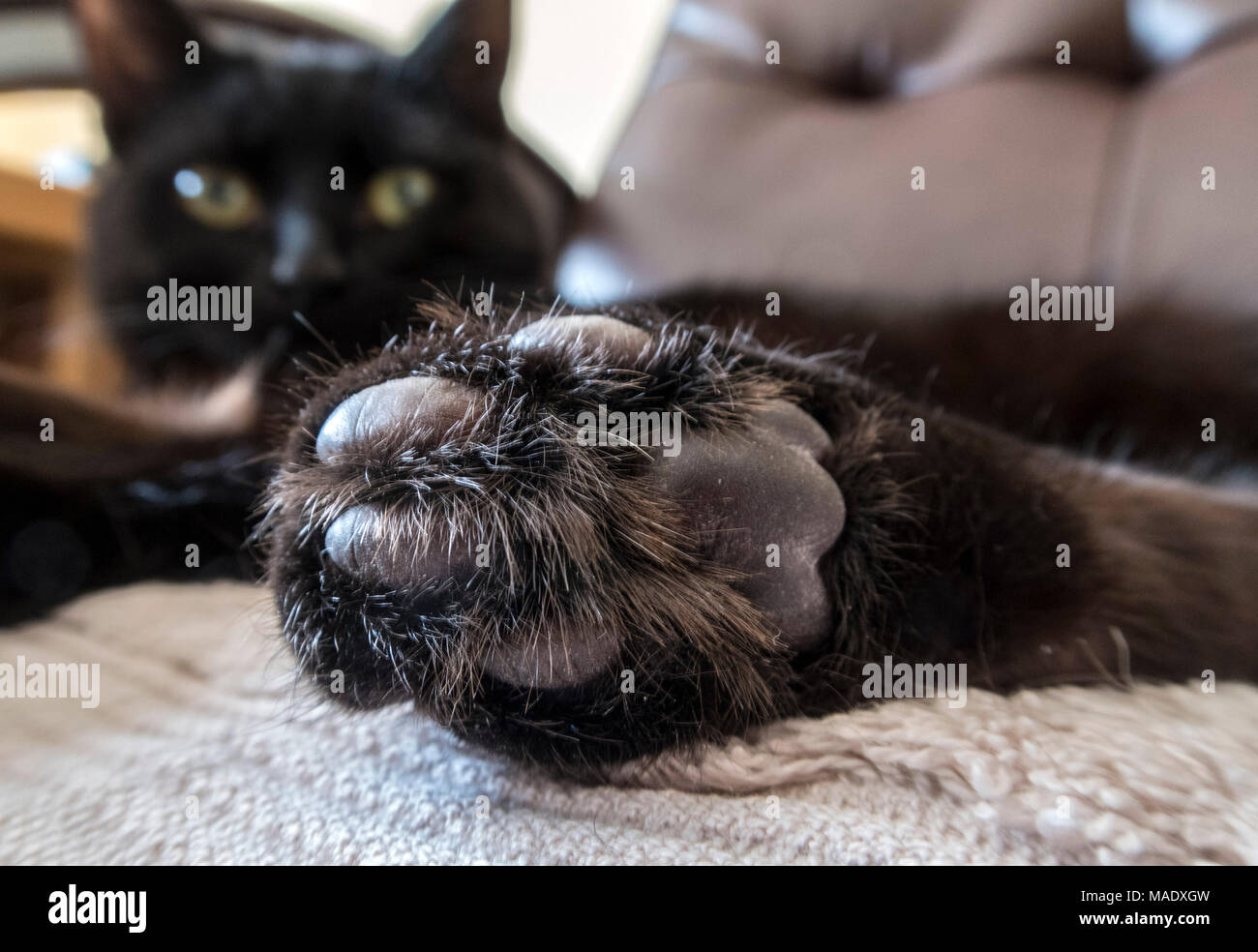 Patte de chat, pattes, chat noir couché. Cheveux et patins de l'pattes. Banque D'Images