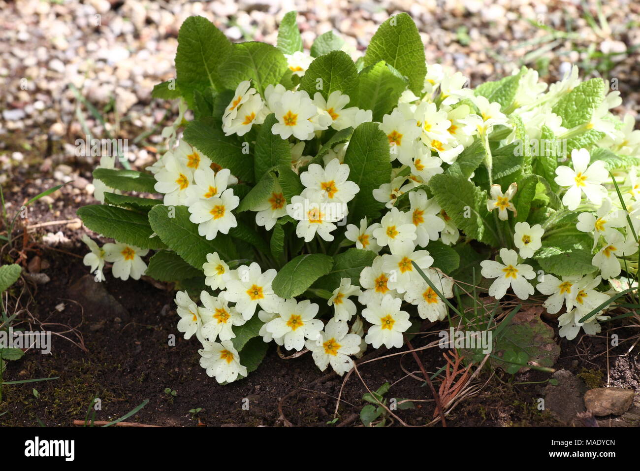 Primula. Fleur de printemps primrose ornementales. Primula avec feuilles vertes et gouttes d'eau. Primevères colorées dans une serre. Vue de dessus de floral Banque D'Images
