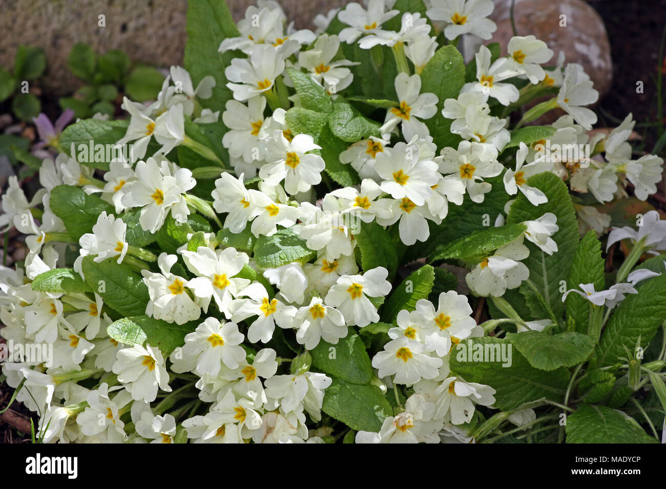 Primula. Fleur de printemps primrose ornementales. Primula avec feuilles vertes et gouttes d'eau. Primevères colorées dans une serre. Vue de dessus de floral Banque D'Images