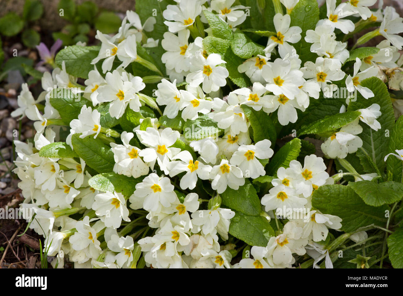 Primula. Fleur de printemps primrose ornementales. Primula avec feuilles vertes et gouttes d'eau. Primevères colorées dans une serre. Vue de dessus de floral Banque D'Images
