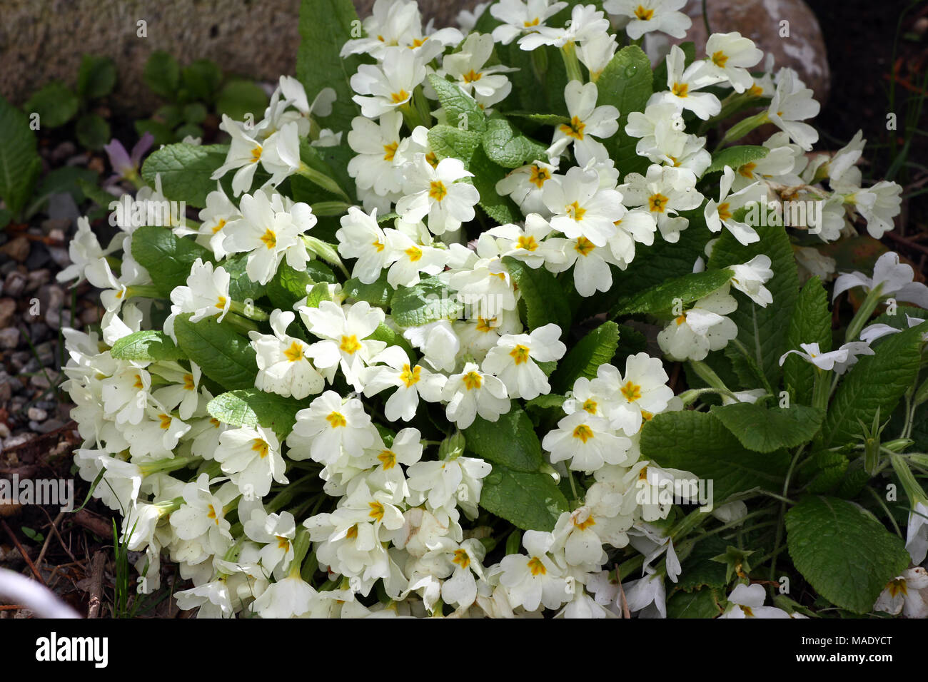 Primula. Fleur de printemps primrose ornementales. Primula avec feuilles vertes et gouttes d'eau. Primevères colorées dans une serre. Vue de dessus de floral Banque D'Images