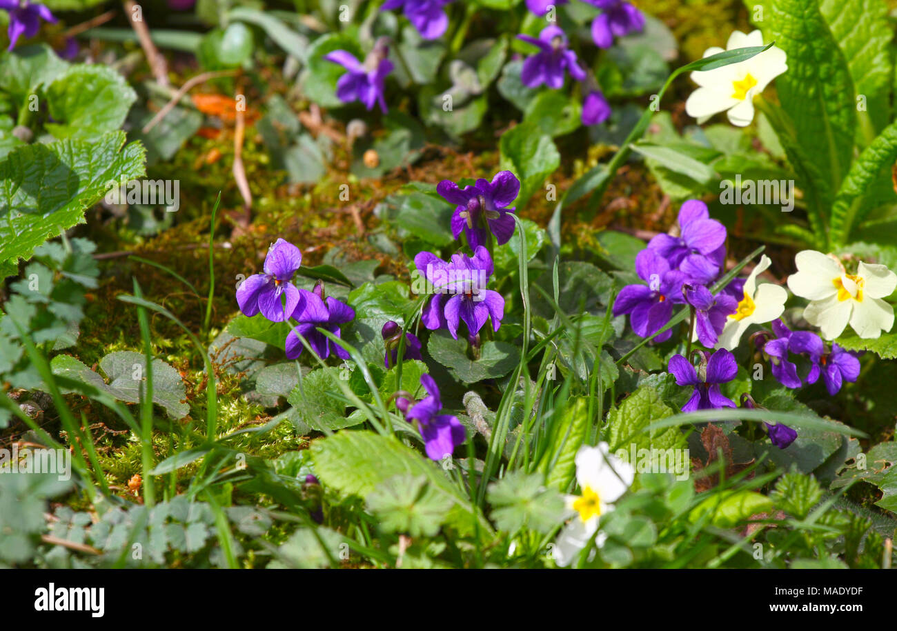 Fleur violette. Les Violettes sauvages sur une prairie de la nature. Les  Violettes sauvages au printemps sur un soleil. L'arrière-plan naturel,  motif floral Photo Stock - Alamy