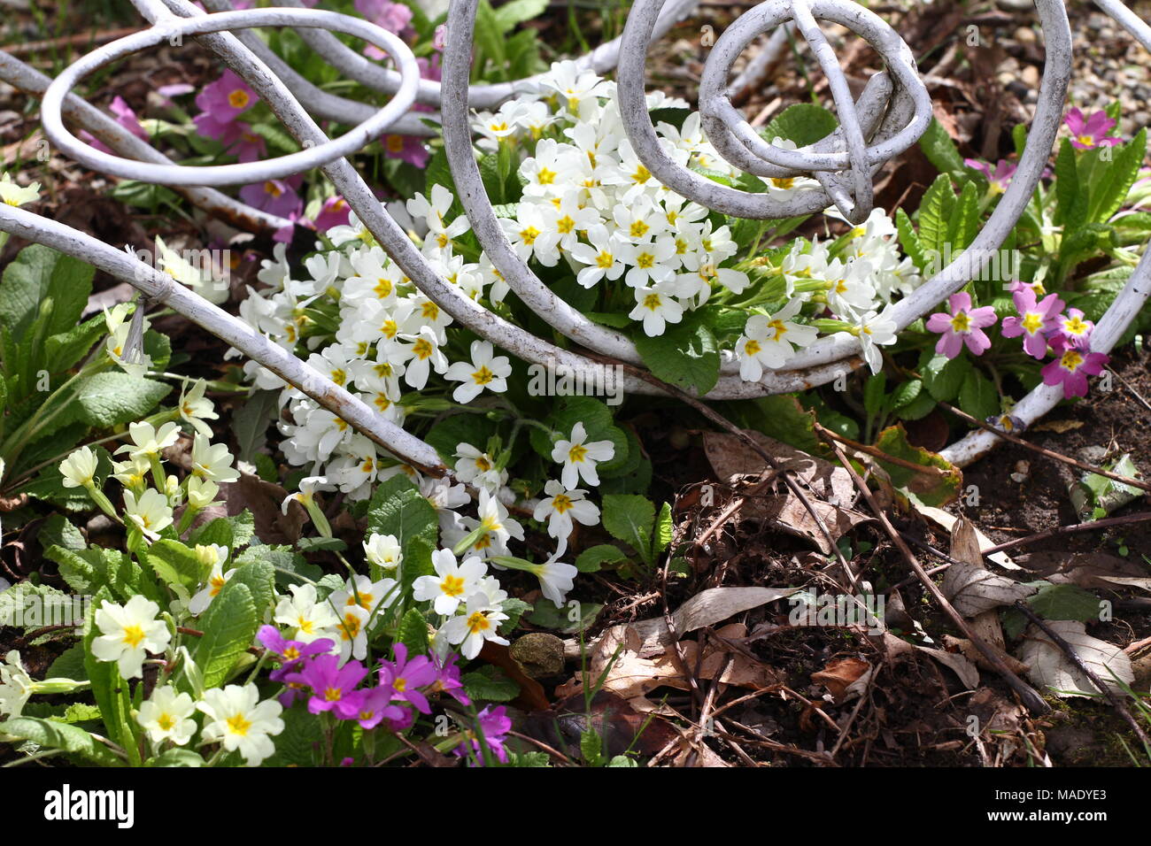 Primula. Fleur de printemps primrose ornementales. Primula avec feuilles vertes et gouttes d'eau. Primevères colorées dans une serre. Vue de dessus de floral Banque D'Images