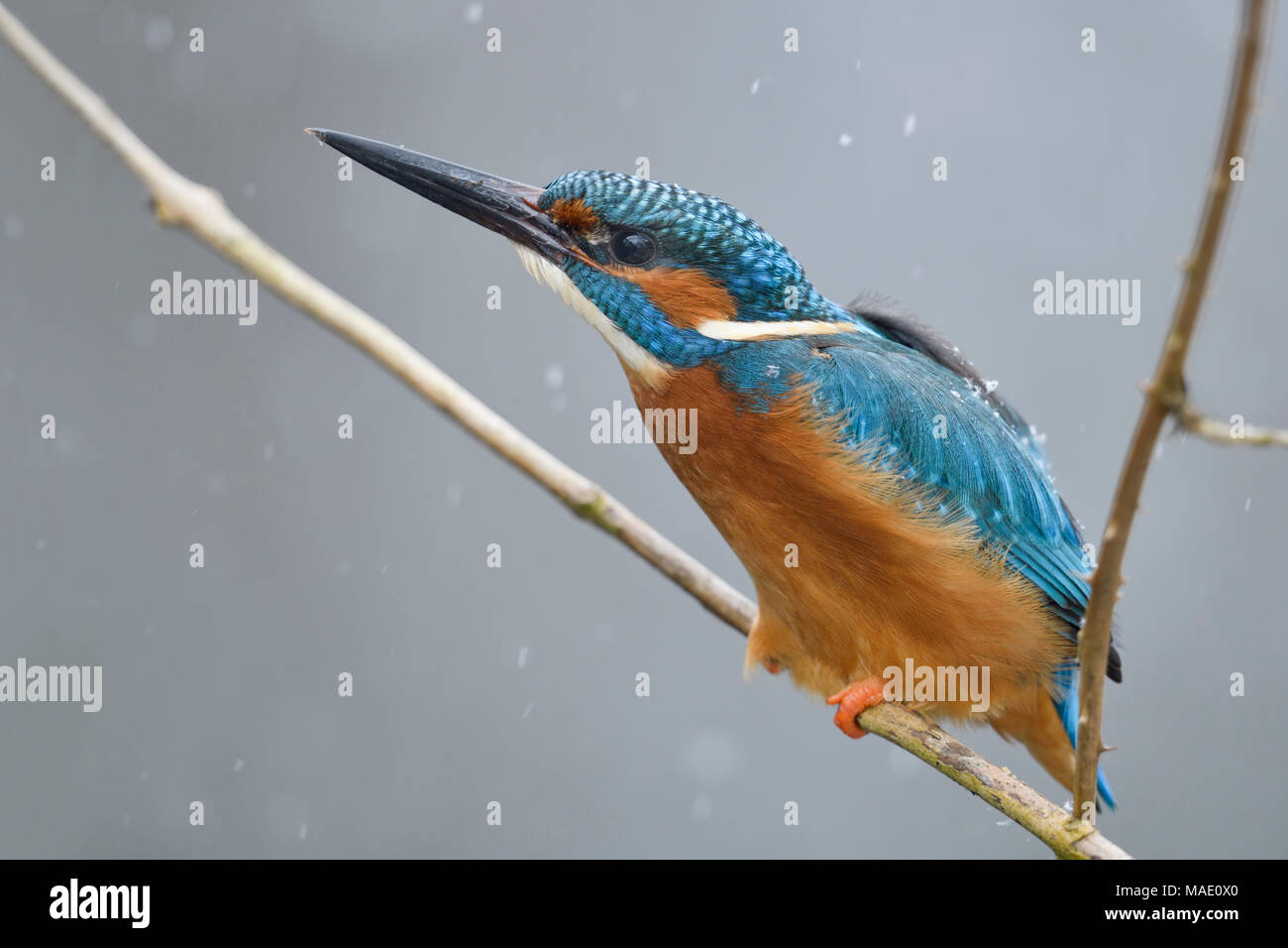 Kingfisher Alcedo atthis eurasien ( ), homme en hiver, perché sur une branche, menaçant de / repousser un rival hors de son territoire, la faune, l'Europe. Banque D'Images