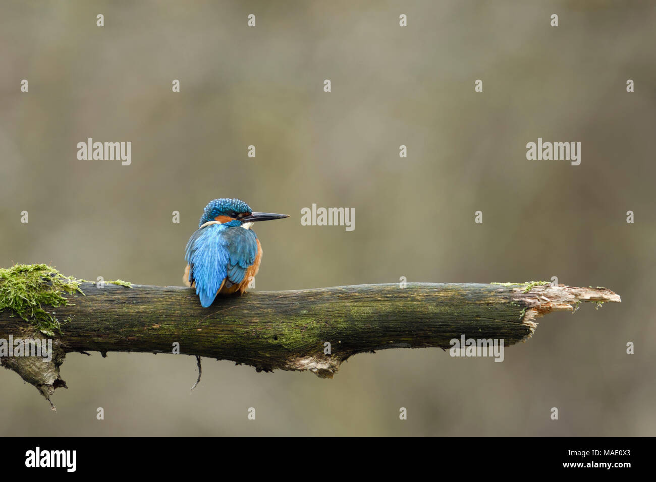 Kingfisher eurasien Alcedo atthis Optimize ( / ), homme oiseau, perché sur une branche, regardant de côté, sur la distance, l'arrière vue, la faune, l'Europe. Banque D'Images