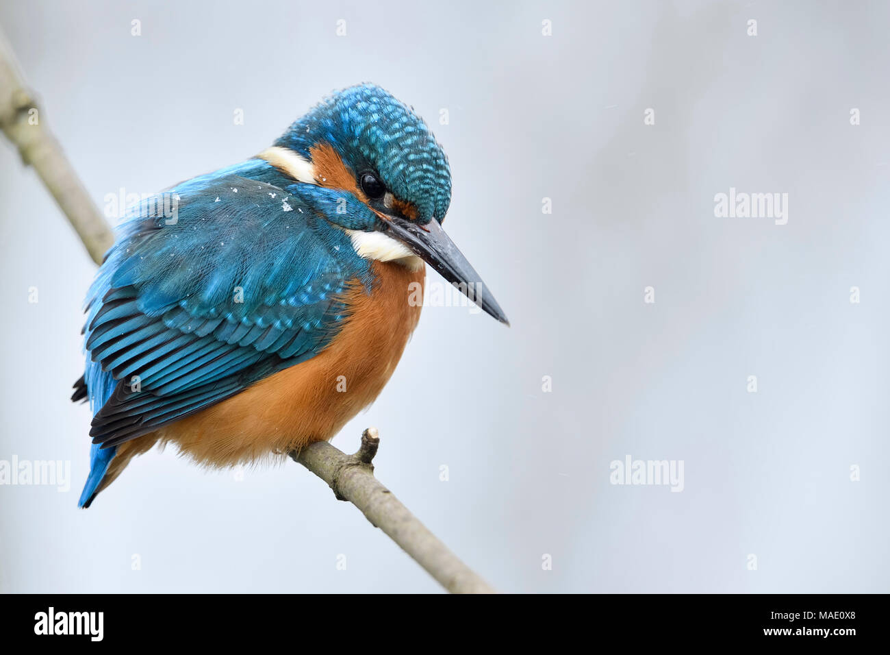 Kingfisher eurasien Alcedo atthis Optimize ( / ), homme en hiver, perché sur une branche avec des flocons de neige sur le dos, de la faune, de l'Europe. Banque D'Images