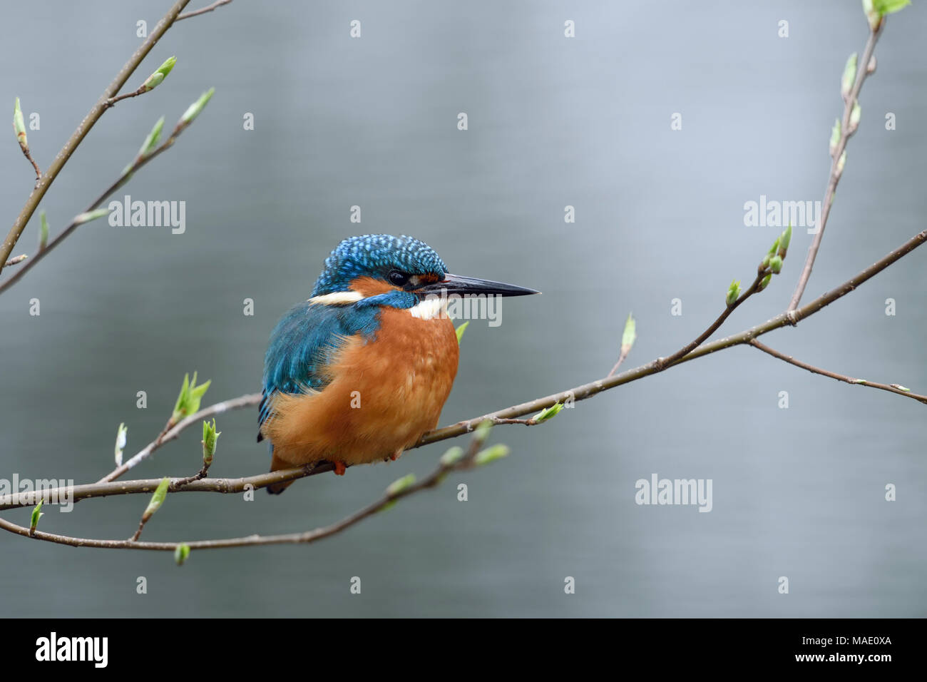 Kingfisher eurasien Alcedo atthis Optimize ( / ), homme, repos, perché sur une branche avec pause, vert frais du printemps, de la faune, de l'Europe. Banque D'Images