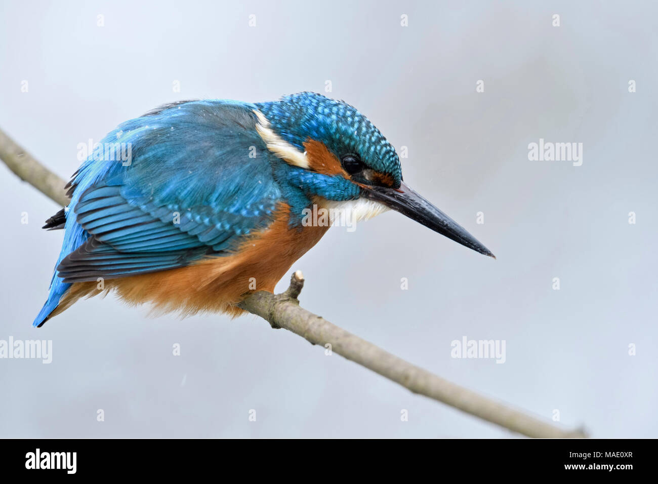 Kingfisher Alcedo atthis eurasien ( ), homme en hiver, perché sur une branche, chasse, regarder pour la proie, des flocons de neige sur le dos, de la faune, de l'Europe. Banque D'Images