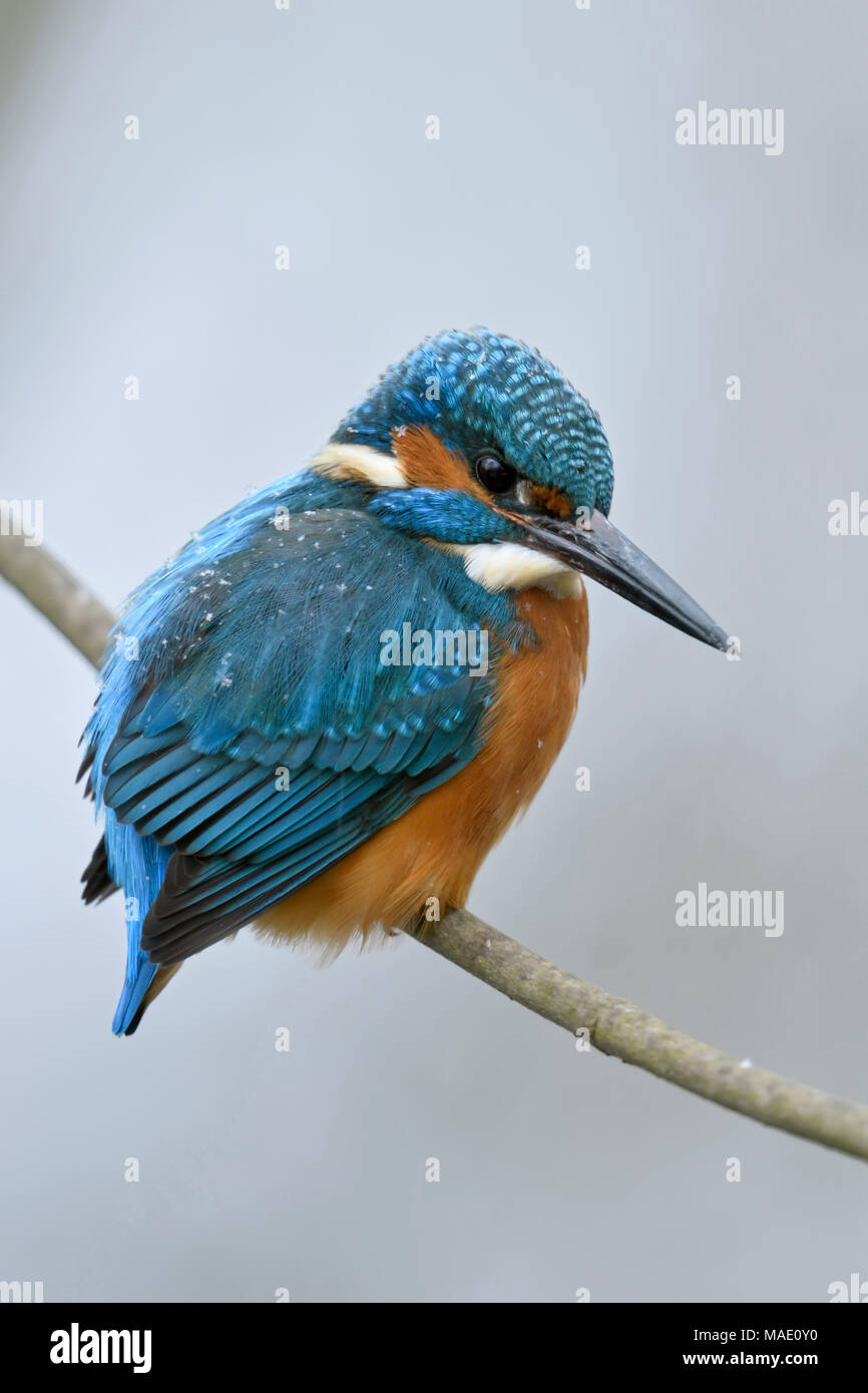 Kingfisher commun / Optimize ( Alcedo atthis ), homme en hiver, perché sur une branche, avec des flocons de neige sur le dos, de la faune, de l'Europe. Banque D'Images