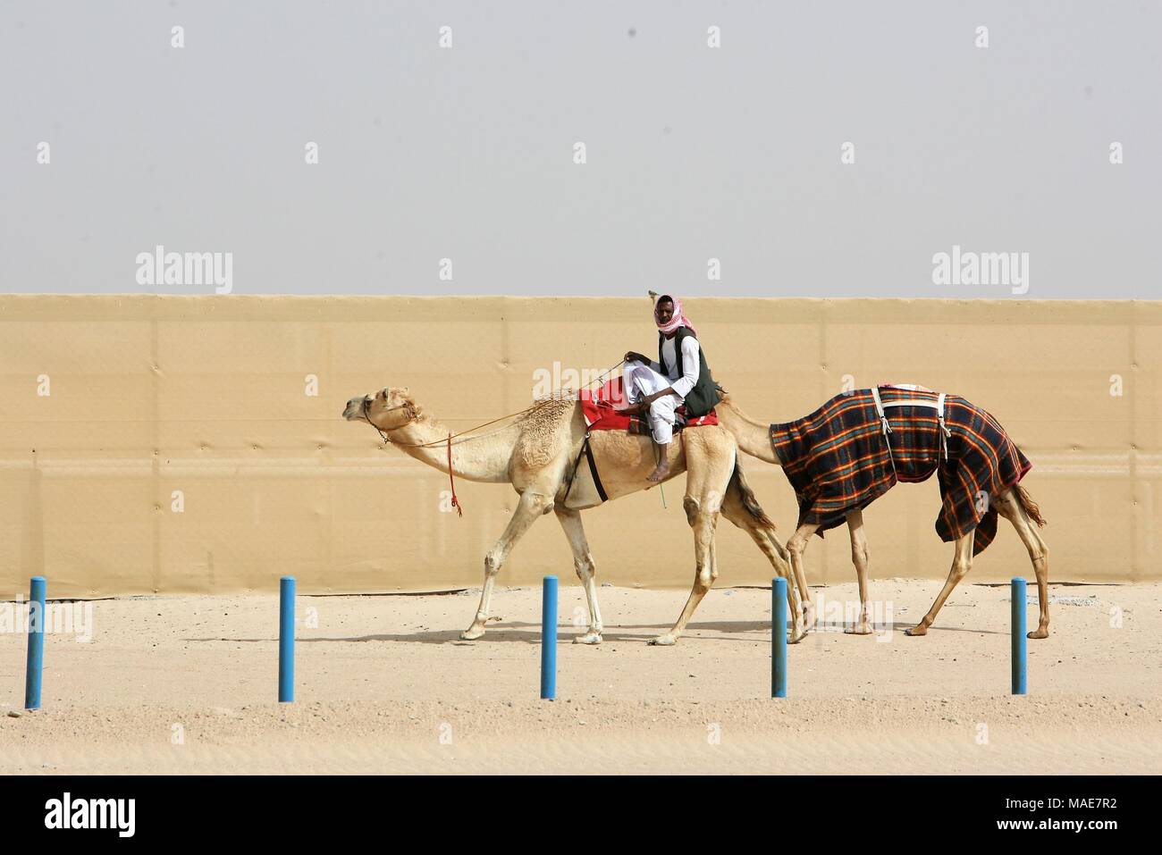 La ville de Koweït. Mar 31, 2018. Photo prise le 31 mars 2018 affiche course de chameaux sur le chemin de la concurrence dans le gouvernorat d'Al Ahmadi, dans le sud du Koweït. Course de chameaux est un secteur où la concurrence est très populaire événement sportif au Koweït, elle a lieu les samedis entre octobre et avril dans le gouvernorat d'Al Ahmadi, dans le sud du Koweït. Credit : Nie Yunpeng/Xinhua/Alamy Live News Banque D'Images