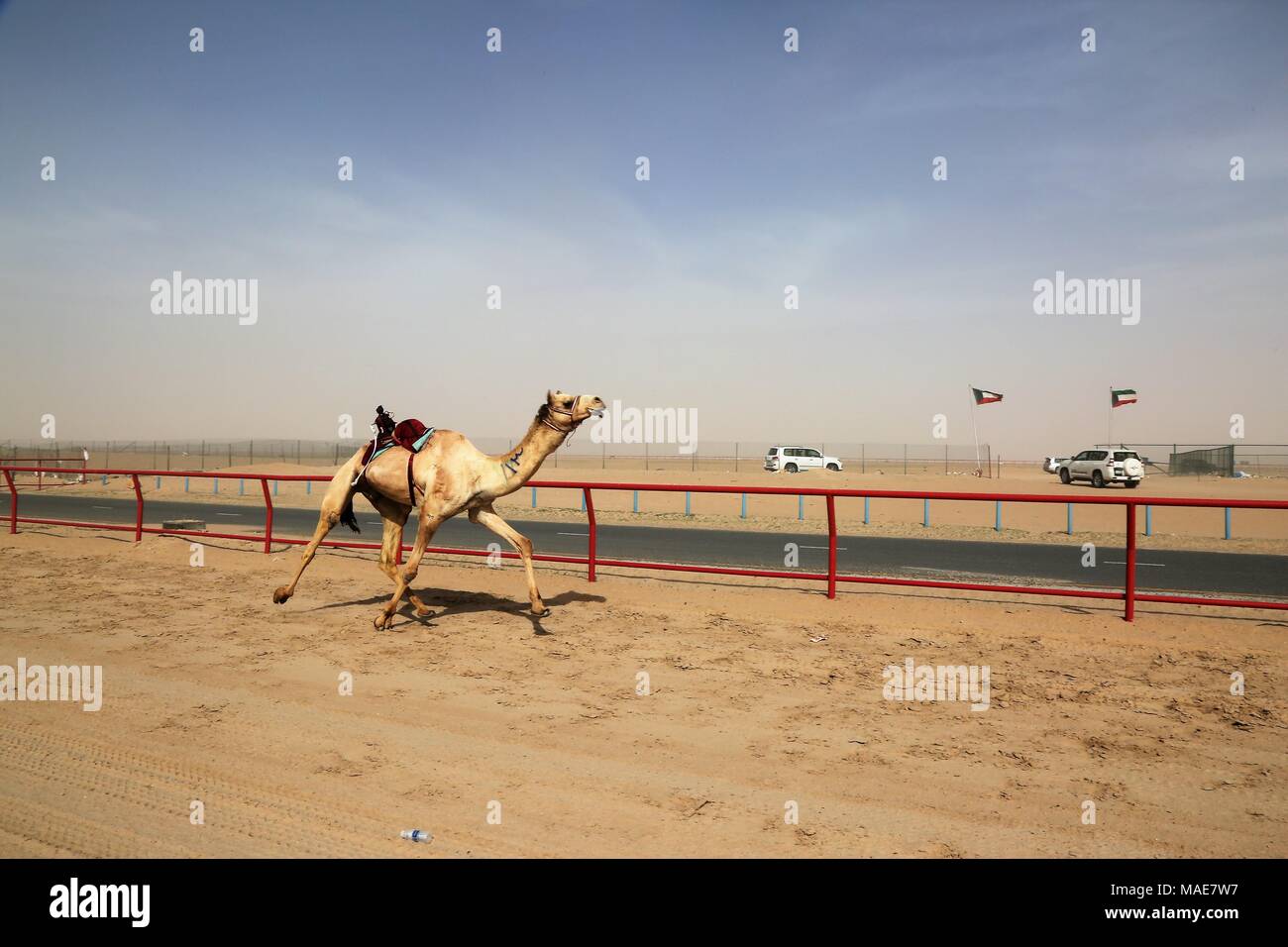 La ville de Koweït. Mar 31, 2018. Photo prise le 31 mars 2018 montre un chameau en compétition dans une course avec robot jockey sur le dos dans le gouvernorat d'Al Ahmadi, dans le sud du Koweït. Course de chameaux est un secteur où la concurrence est très populaire événement sportif au Koweït, elle a lieu les samedis entre octobre et avril dans le gouvernorat d'Al Ahmadi, dans le sud du Koweït. Credit : Nie Yunpeng/Xinhua/Alamy Live News Banque D'Images