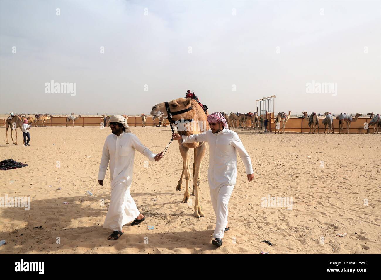 La ville de Koweït. Mar 31, 2018. Photo prise le 31 mars 2018 montre un chameau de course sur la voie de la concurrence dans le gouvernorat d'Al Ahmadi, dans le sud du Koweït. Course de chameaux est un secteur où la concurrence est très populaire événement sportif au Koweït, elle a lieu les samedis entre octobre et avril dans le gouvernorat d'Al Ahmadi, dans le sud du Koweït. Credit : Nie Yunpeng/Xinhua/Alamy Live News Banque D'Images