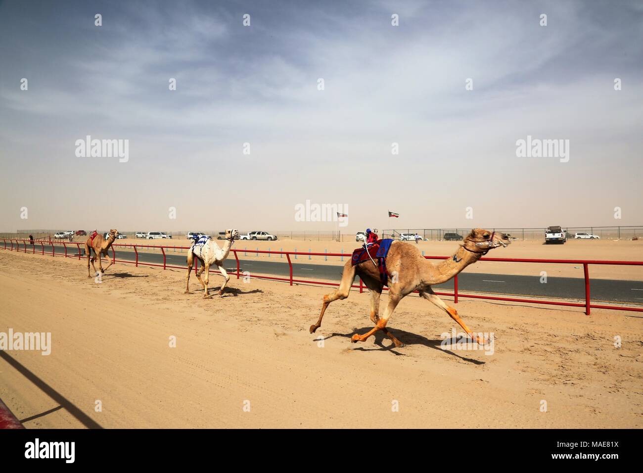 La ville de Koweït. Mar 31, 2018. Photo prise le 31 mars 2018 montre des chameaux en compétition dans une course avec des jockeys du robot sur leur dos dans le gouvernorat d'Al Ahmadi, dans le sud du Koweït. Course de chameaux est un secteur où la concurrence est très populaire événement sportif au Koweït, elle a lieu les samedis entre octobre et avril dans le gouvernorat d'Al Ahmadi, dans le sud du Koweït. Credit : Nie Yunpeng/Xinhua/Alamy Live News Banque D'Images
