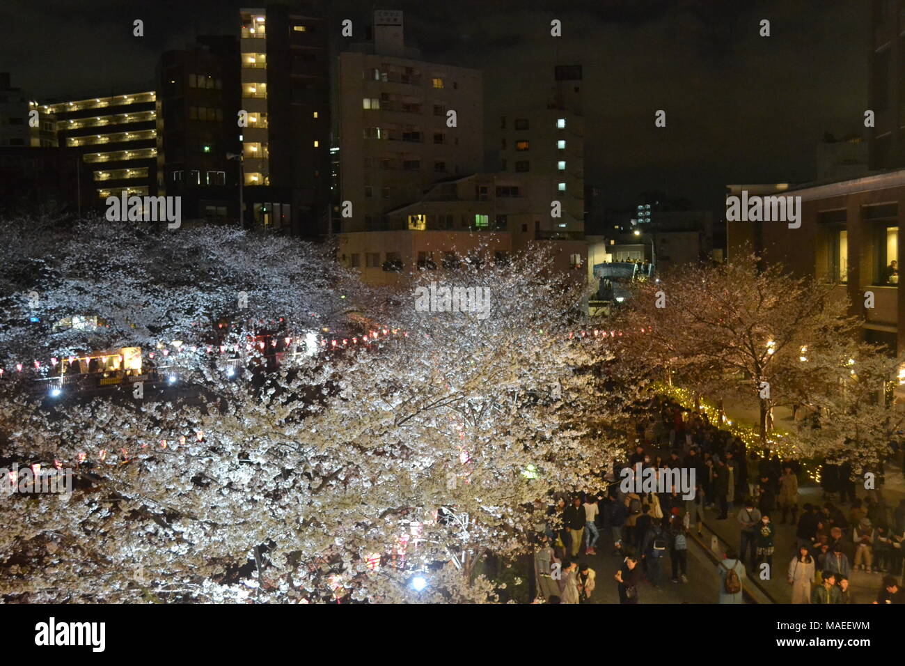 Sakura at nigh près de la rivière Meguro, Tokyo Banque D'Images