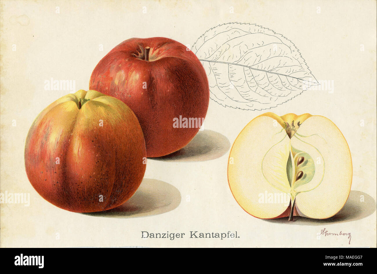Apple, Apple variété : Danziger Kant apple, L. Stromberg, créé , publié Banque D'Images