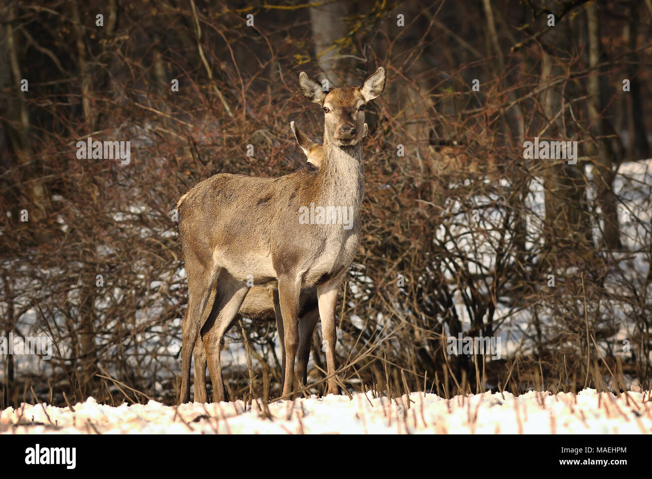 Curieux femme red deer à regarder l'appareil photo ( Cervus elaphus ) Banque D'Images