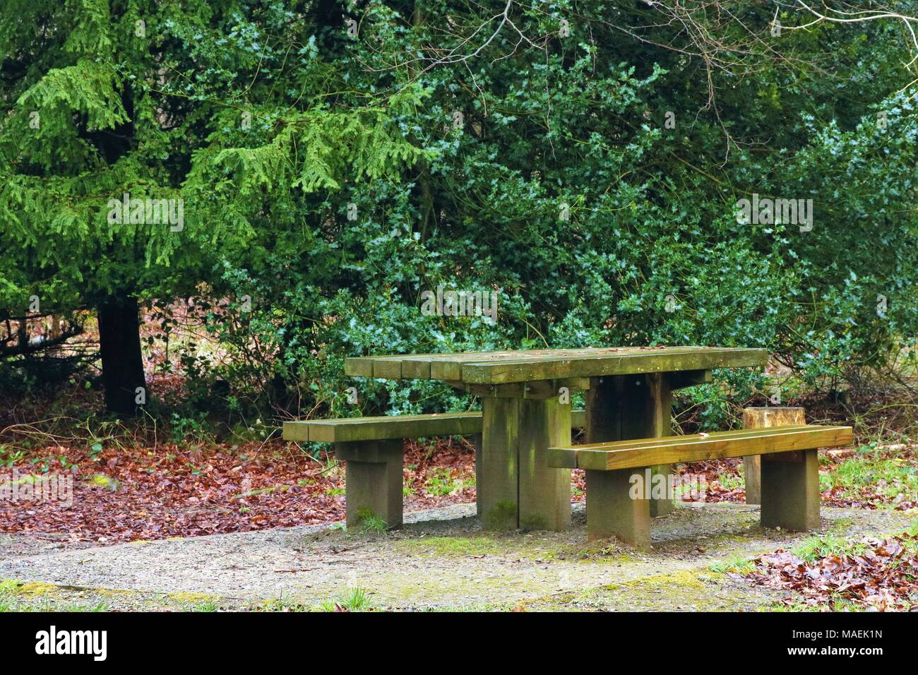 Table de pique-nique et des bancs en bois dans la forêt, humide par la pluie Banque D'Images