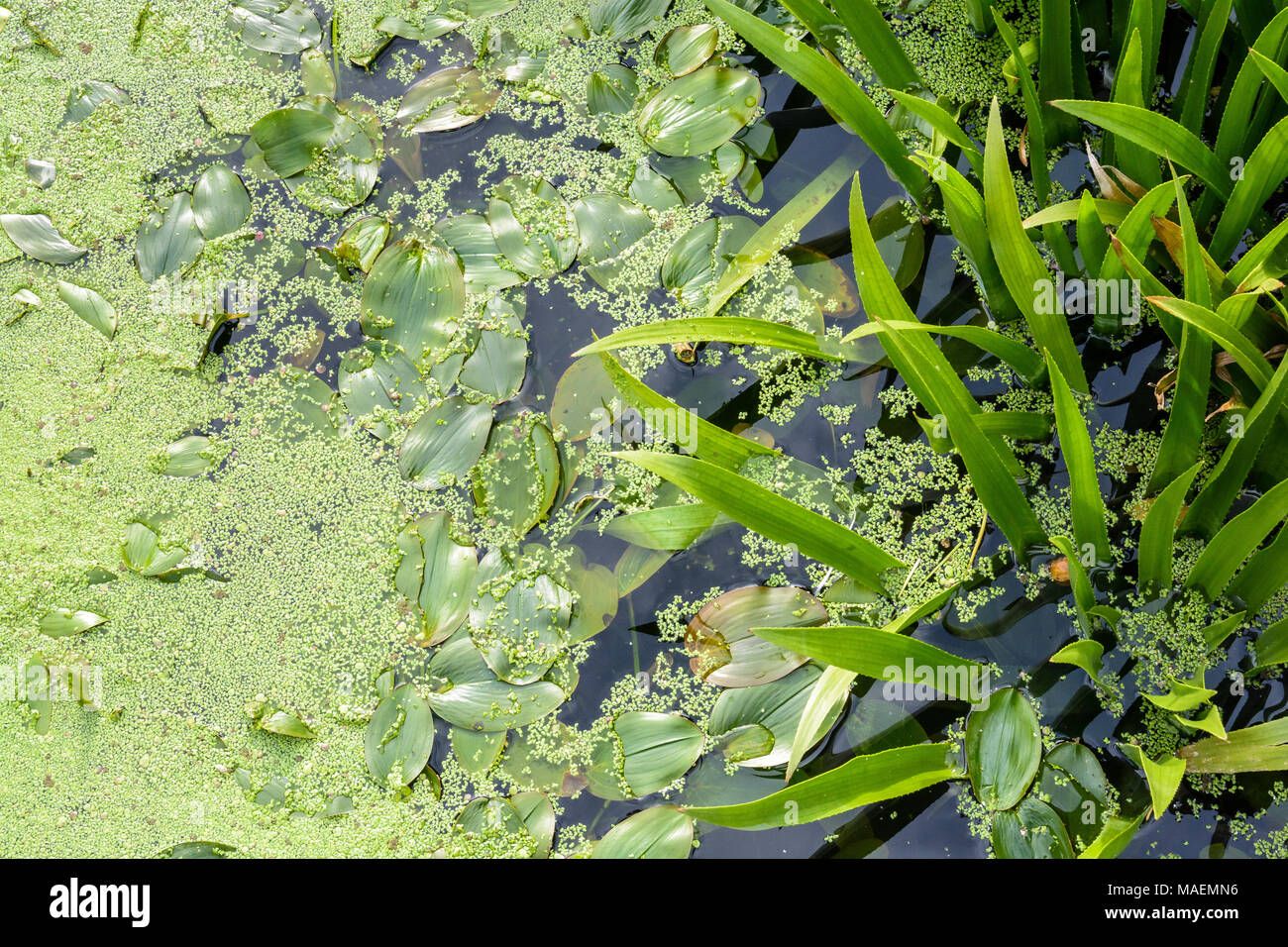 Vue de dessus d'un bassin typique comprenant des lentilles qui flottent à la surface de l'eau plantes aquatiques et semi-allongée et ovale avec Banque D'Images