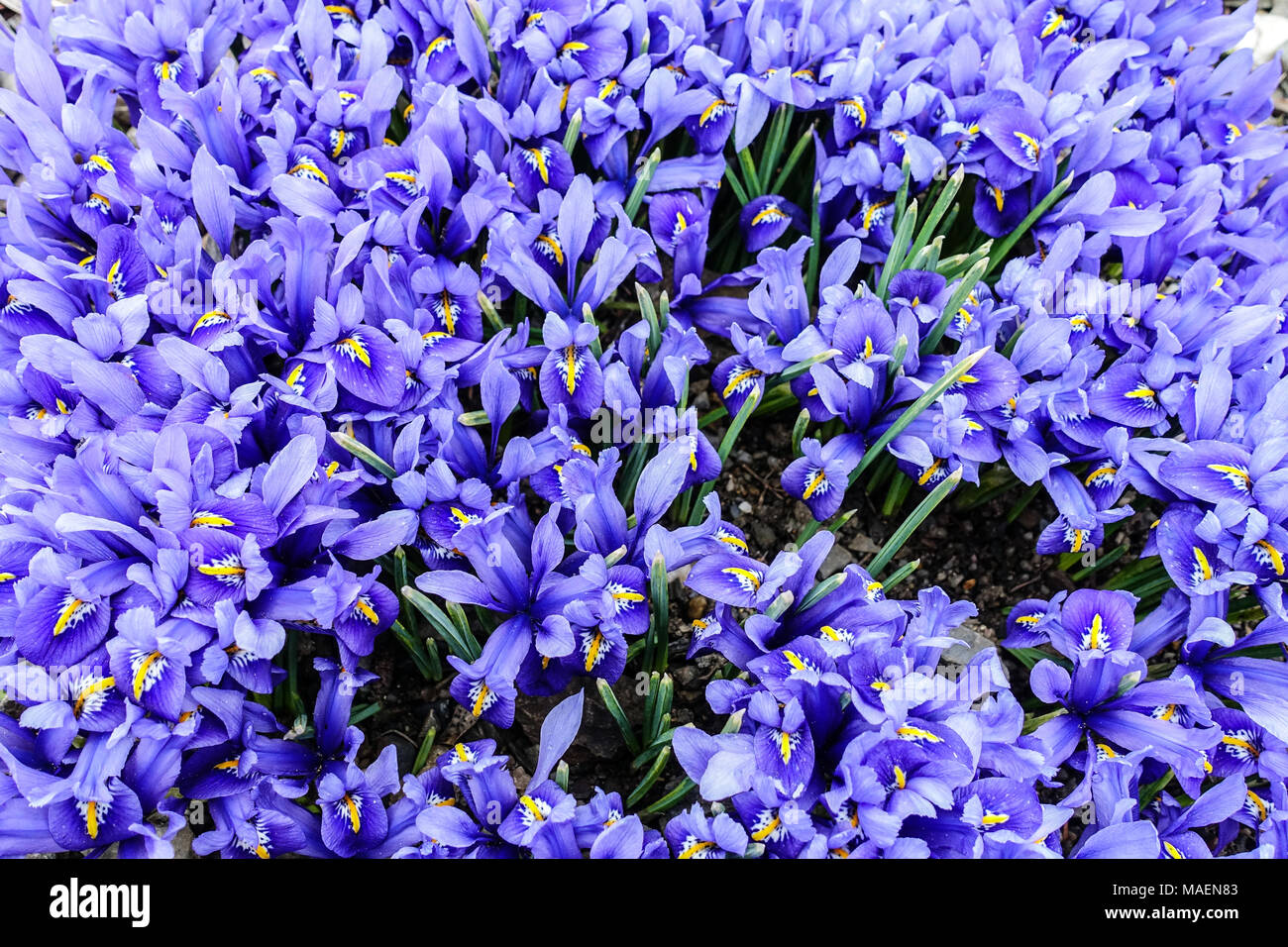 Blue Iris reticulata ' Joyce ', plantes de couverture de terre d'iris Dwarf Banque D'Images