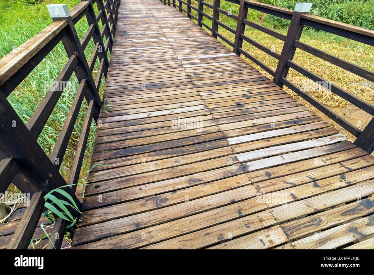Close up promenade en bois avec le modèle et les textures de la végétation verte à St Lucia Estuary dans Zululand, KwaZulu Natal, South Afr Banque D'Images