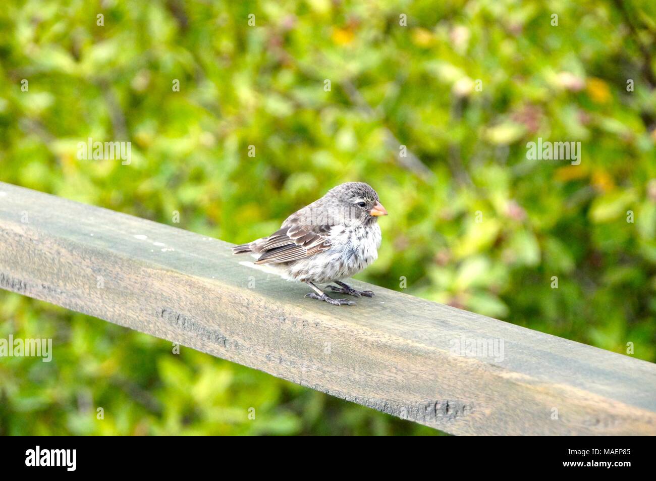 Dawin's Finch à l'île des Galapagos Banque D'Images