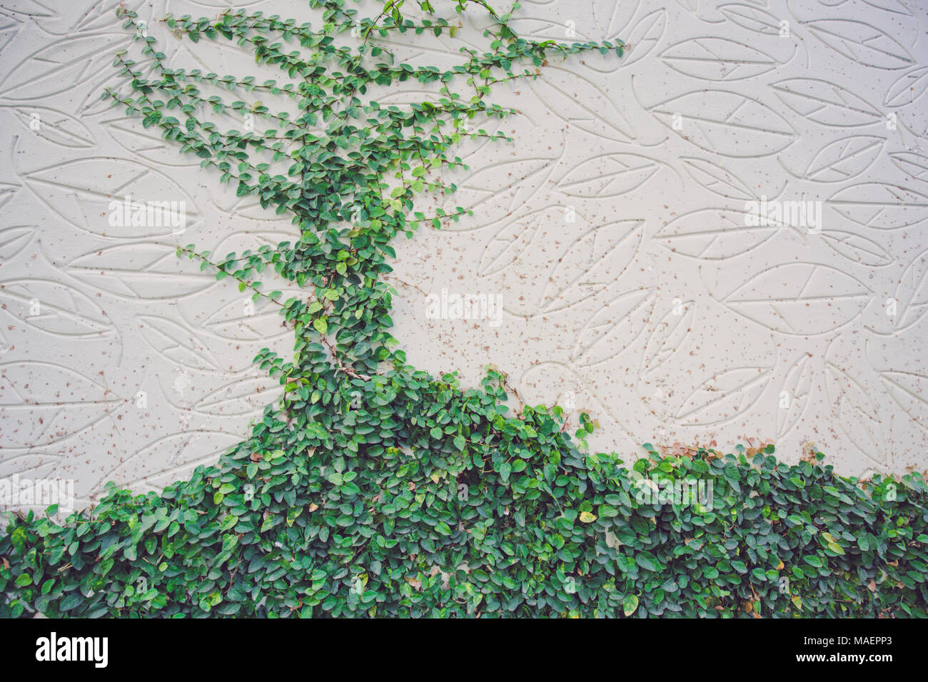 Arbre vert mur pour motif de fond texturé gros plan Banque D'Images