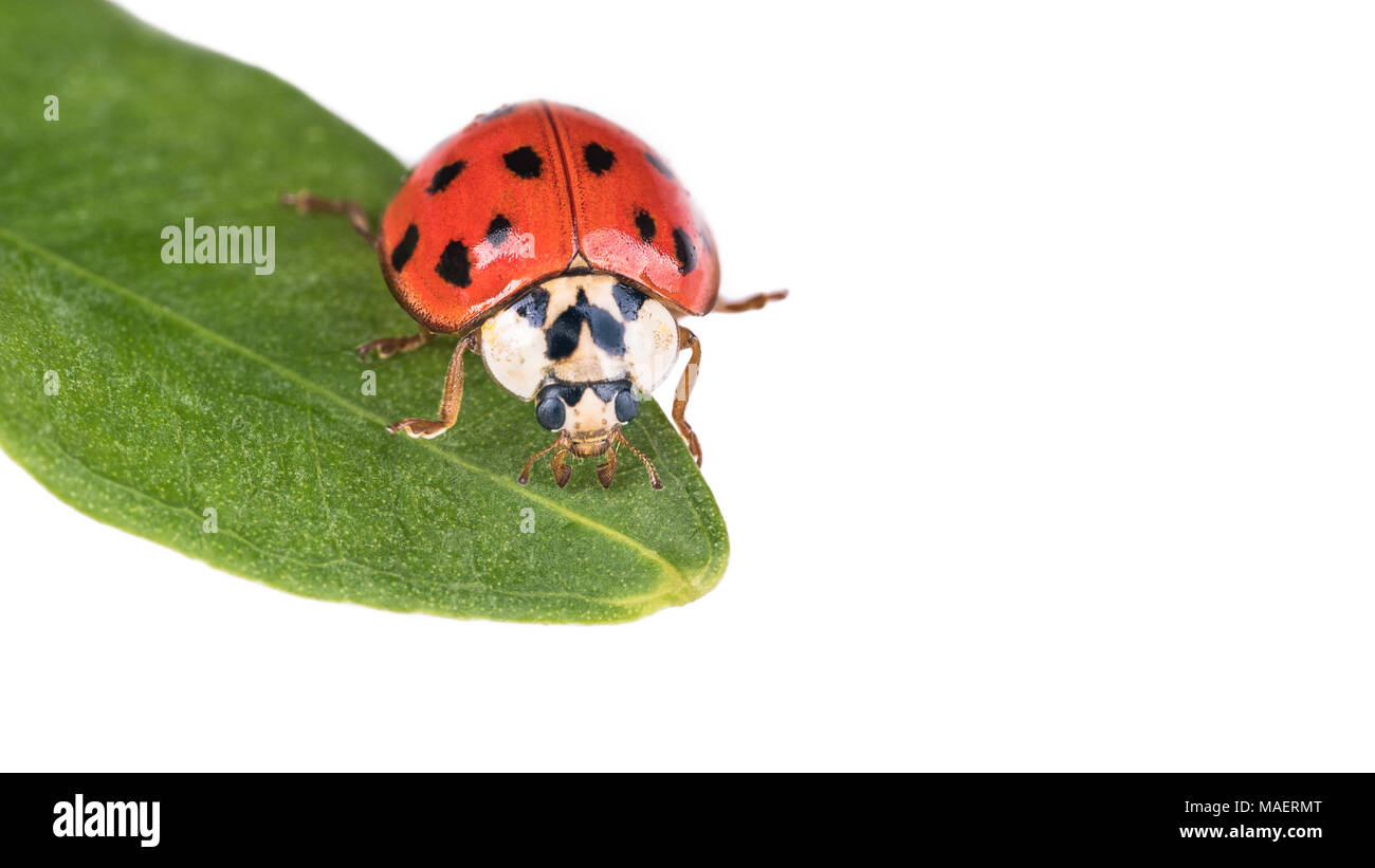 Coccinelle rouge sur une feuille verte. Harmonia axyridis. Beau gros plan de la cute black spotted ladybird sur plante naturelle. Isolé sur fond blanc. Banque D'Images