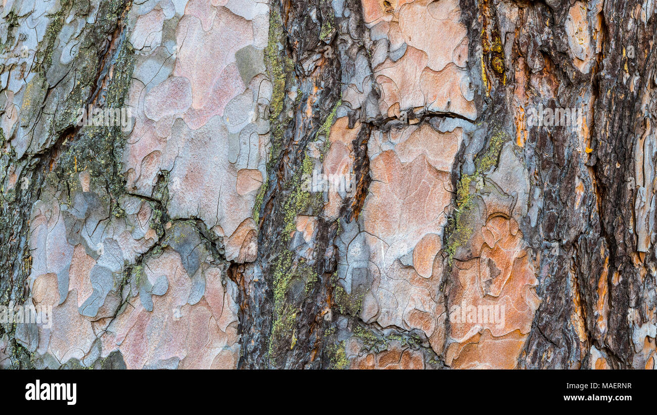 Close-up de l'écorce de pin floconneux de texture. Pinus. Belle arrière-plan décoratif du tronc fendu écailleuse d'un vieux conifères avec quelques traces de mousse verte. Banque D'Images