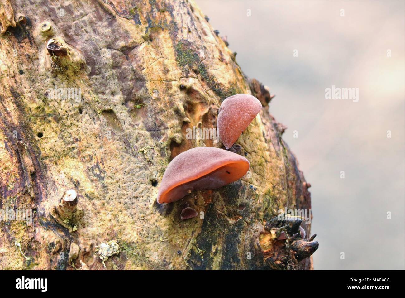 Champignons poussant sur un arbre Banque D'Images