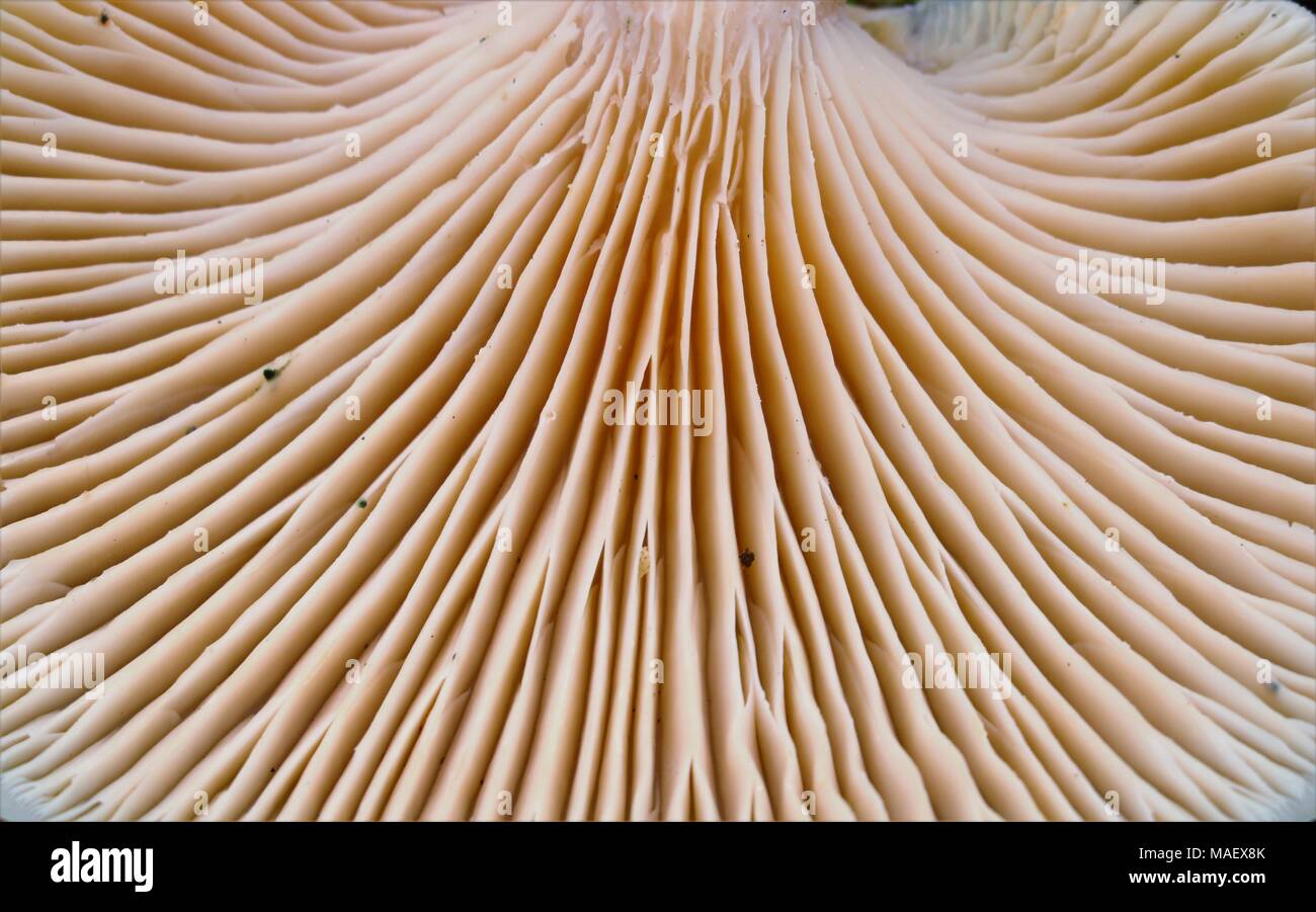 Close up image de la face inférieure d'un champignon montrant de belles lignes de tendance Banque D'Images