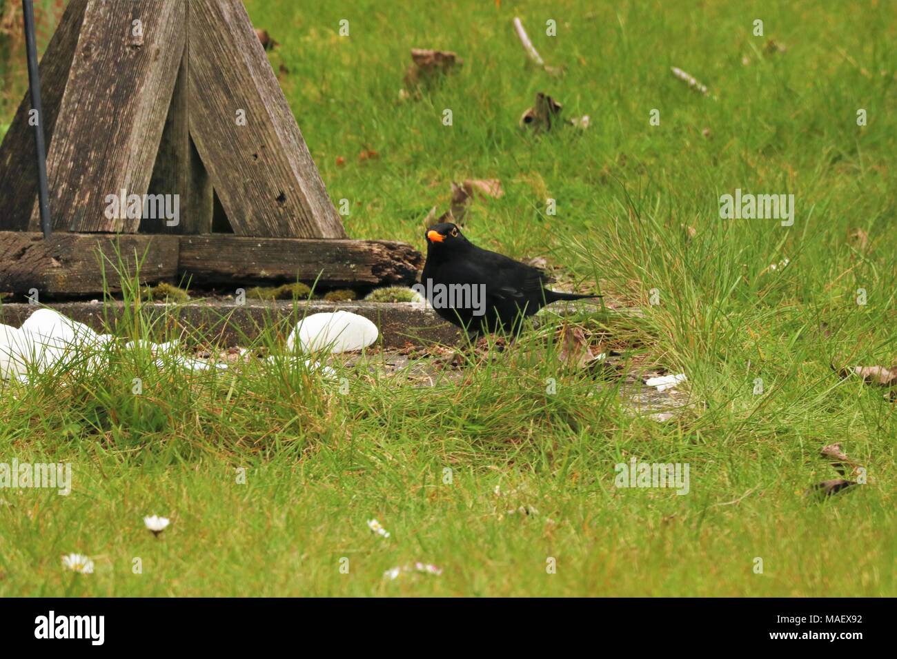 Blackbird debout sur l'herbe verte dans un jardin à la recherche de nourriture Banque D'Images