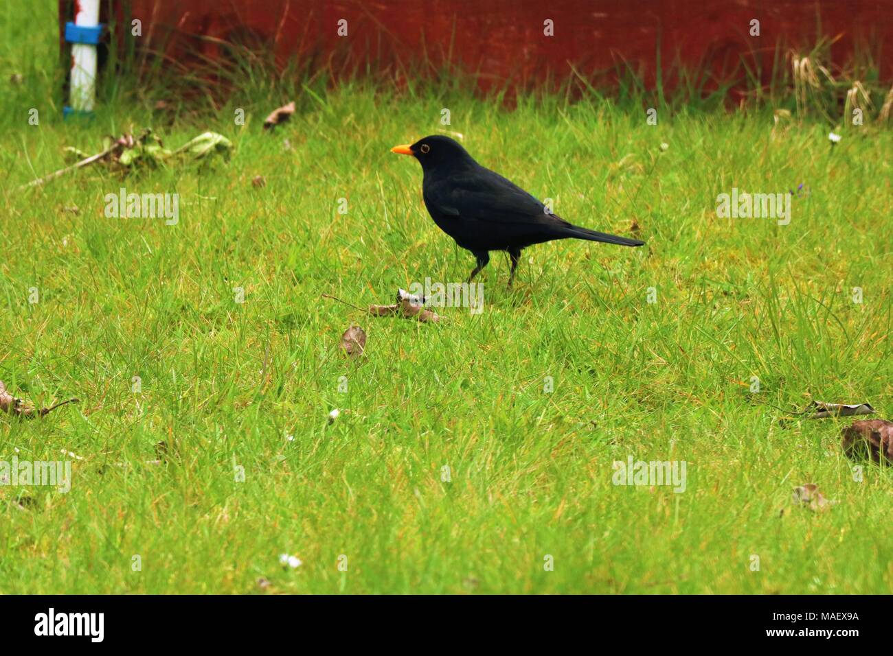 Blackbird debout sur l'herbe verte dans un jardin à la recherche de nourriture Banque D'Images