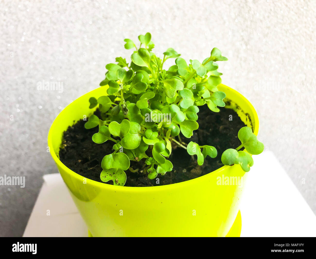 Les jeunes pousses de feuilles de moutarde dans le pot. Studio Photo Banque D'Images
