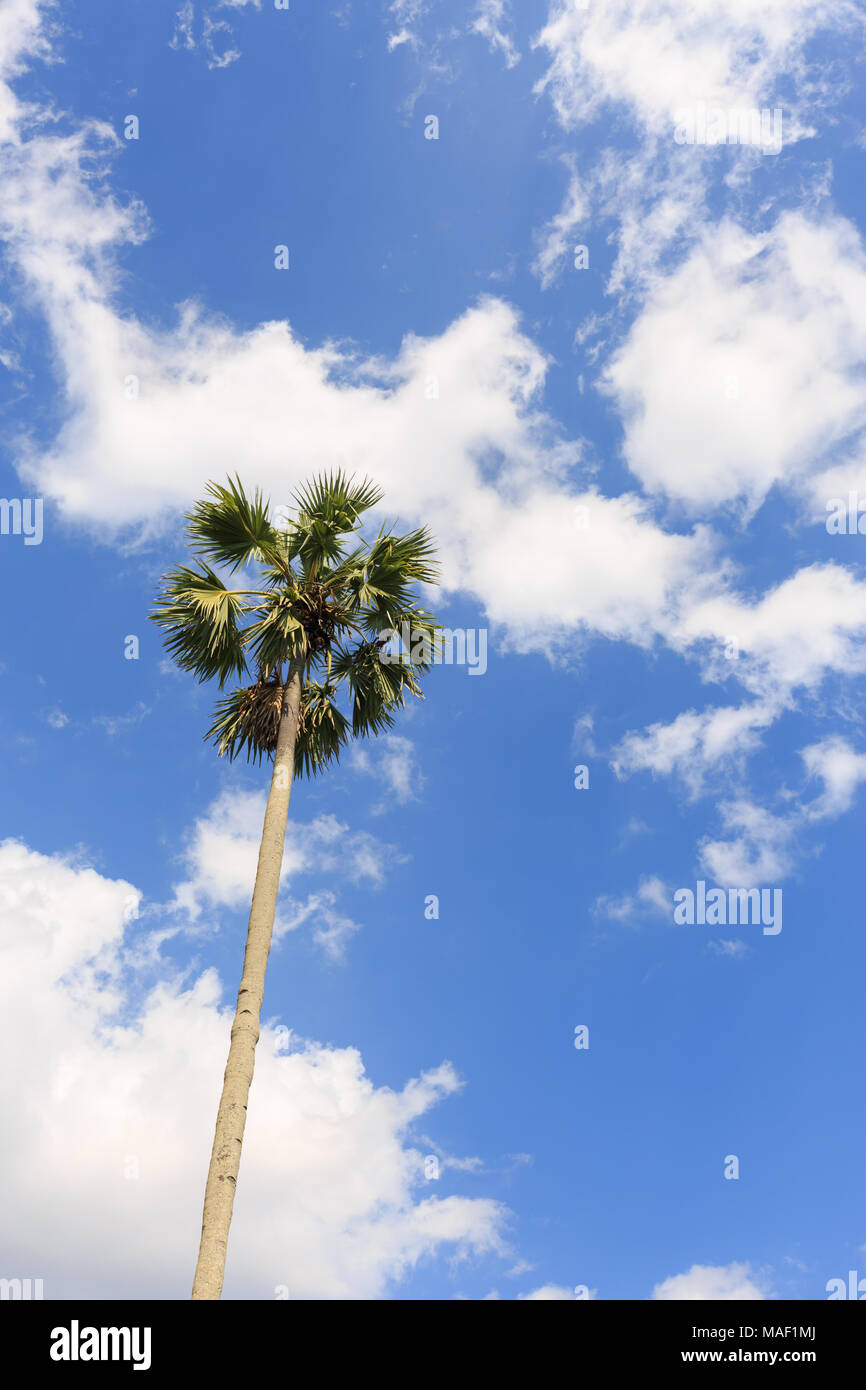 Les palmiers à sucre (borassus flabellifer) Asian Palmyra Palm, Palm Toddy, le Sugar Palm, Palm, cambodgien ou sur fond de ciel à Nun , Thaïlande Banque D'Images