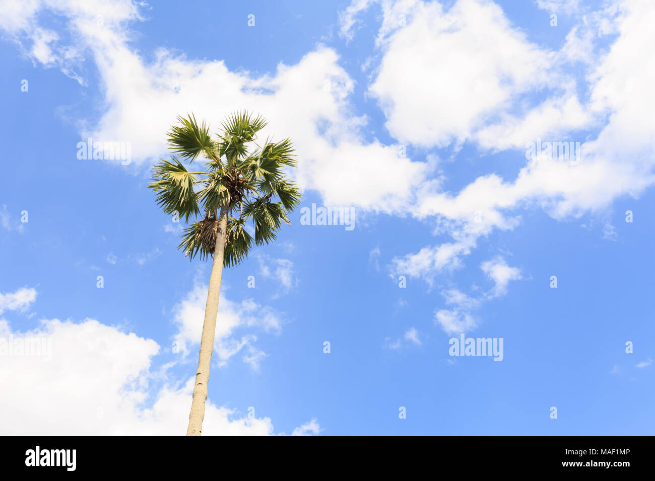 Les palmiers à sucre (borassus flabellifer) Asian Palmyra Palm, Palm Toddy, le Sugar Palm, Palm, cambodgien ou sur fond de ciel à Nun , Thaïlande Banque D'Images