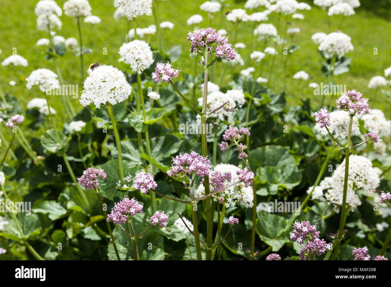 La valériane commune, Flädervänderot (Valeriana sambucifolia) Banque D'Images