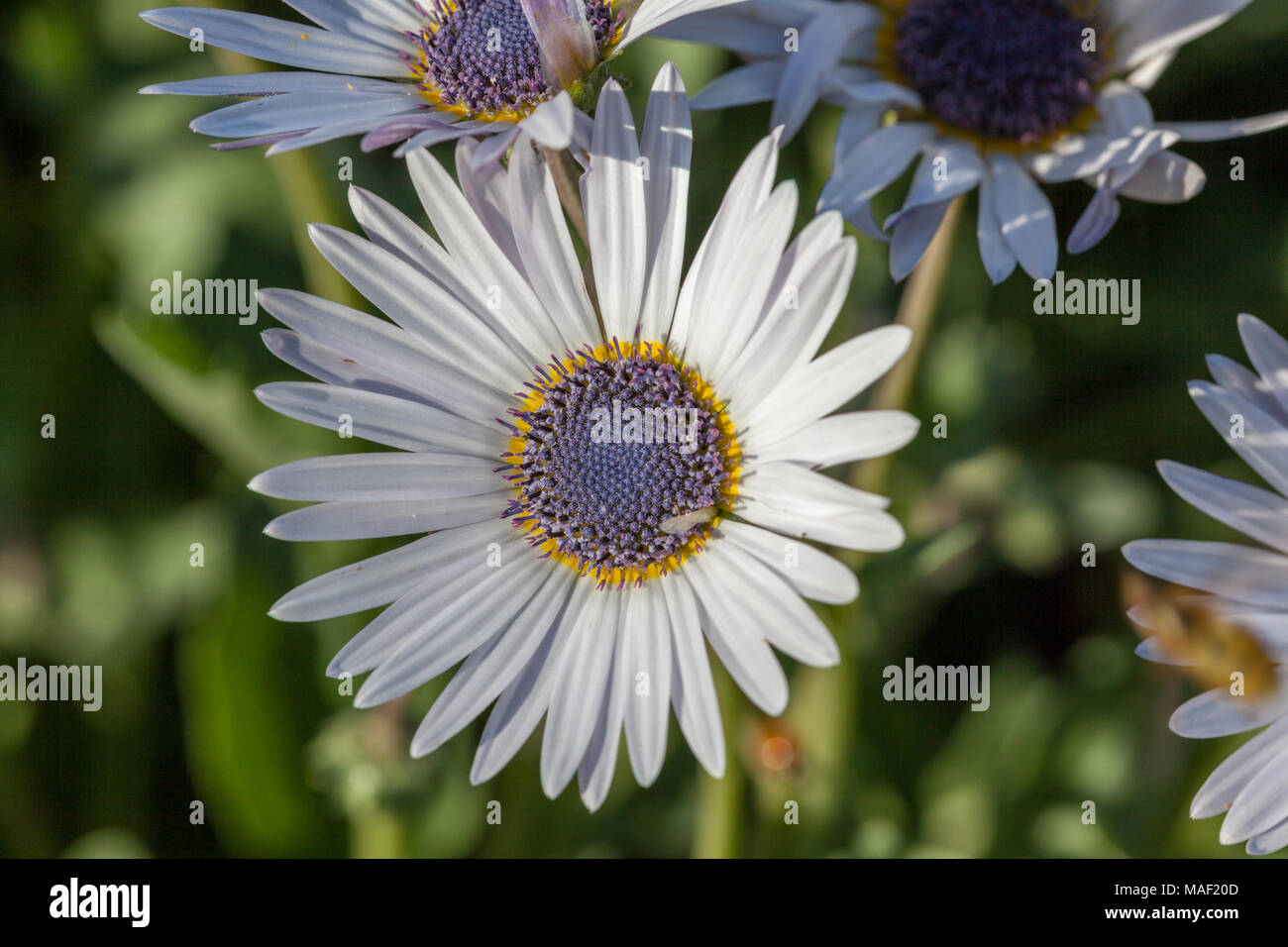 Daisy africains, Skär solvisare (Dimorphotheca jucunda) Banque D'Images Daisy africains, Skär solvisare (Dimorphotheca jucunda) Banque D'Images