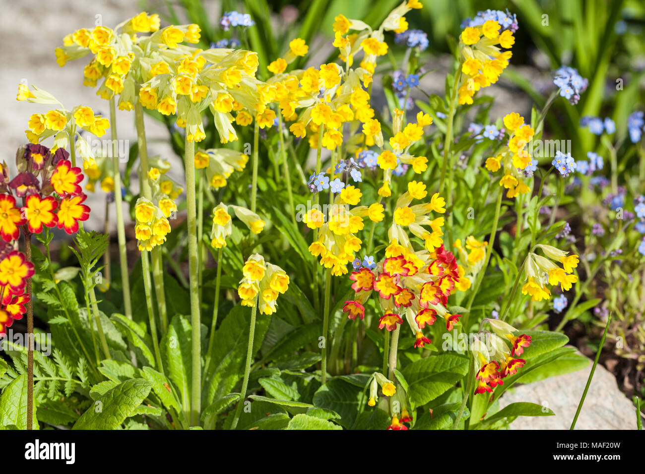 Coucou bleu commun, Gullviva (Primula veris) Banque D'Images