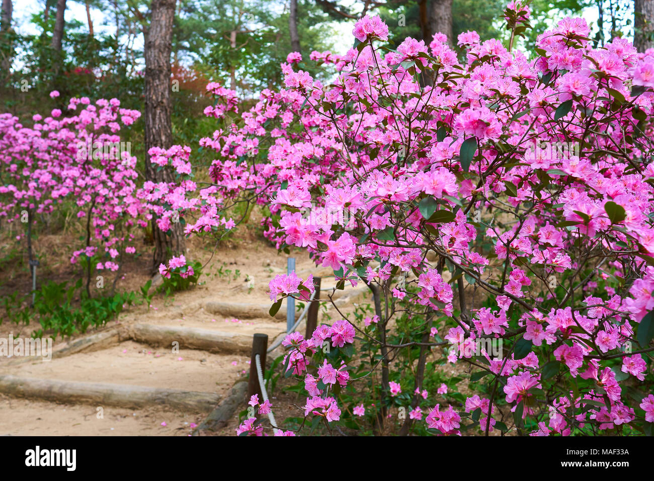 Un buisson de royal rose avec des azalées en chemin la côte avec quelques arbres en arrière-plan dans Pyunggang dans le Jardin botanique de Pocheon, Corée du Sud Banque D'Images