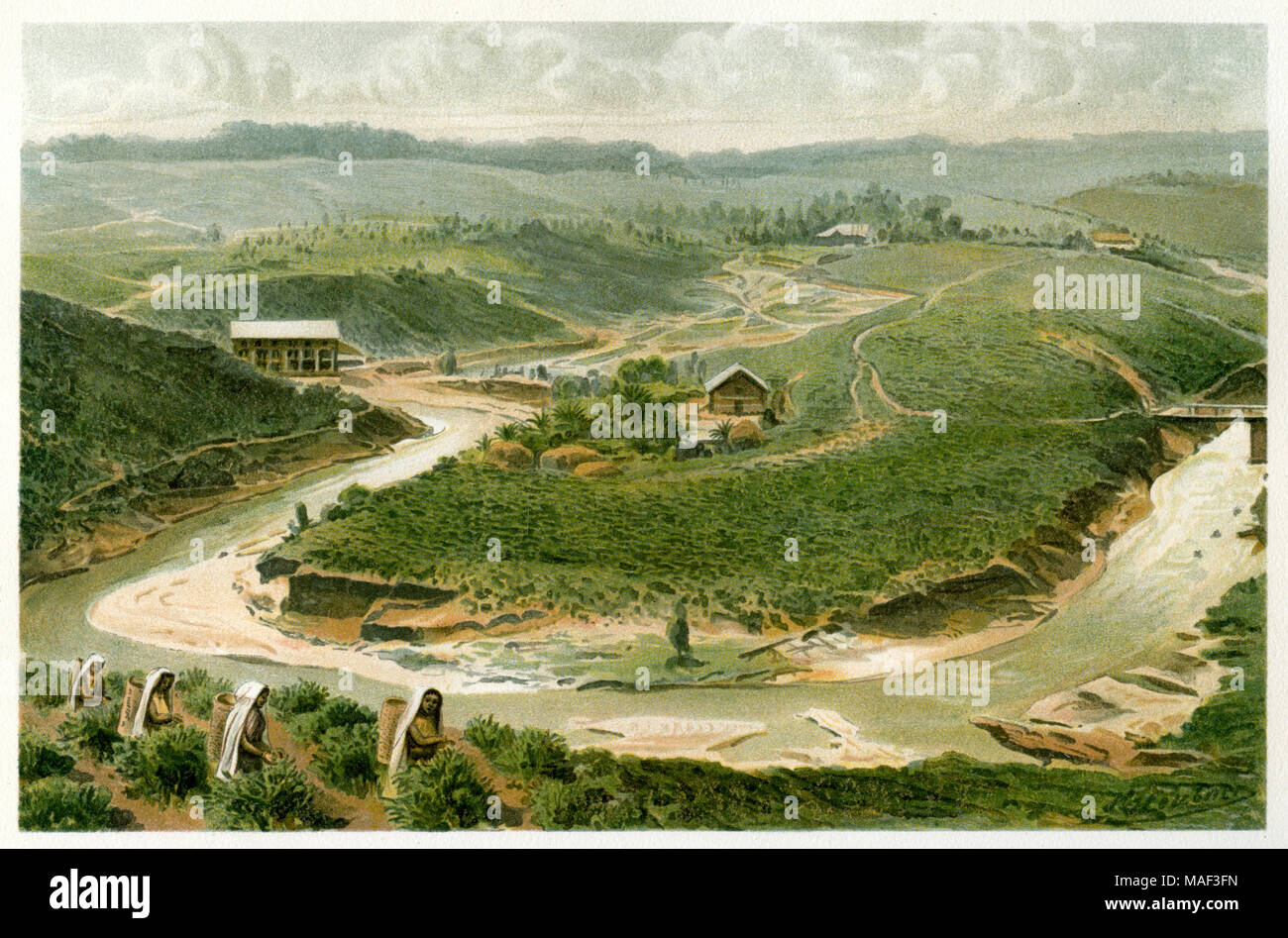 La plantation de thé de Ceylan. Après une aquarelle de Hermann, Hermann Heubner Heubner, créé , publié 1915 Banque D'Images